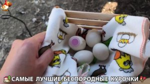 Цыплята и Курочки селяночки лучшие беспородные несушки 🥚 (388)