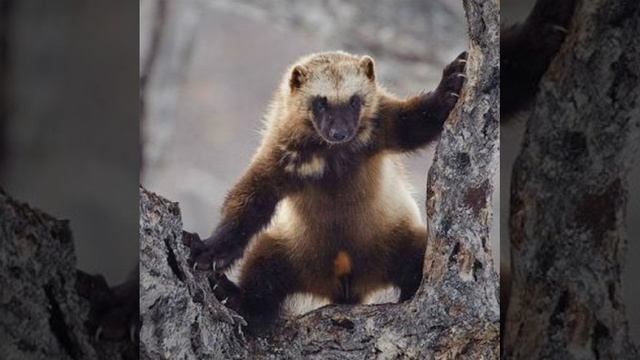 АлисА смотреть онлайн