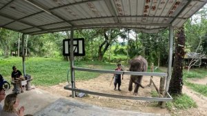 Танцующий слон, Таиланд!