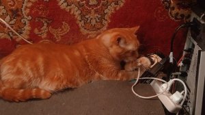 Вечерним процедуры рыжего пупсика