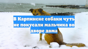 В Карпинске собаки чуть не покусали мальчика во дворе дома