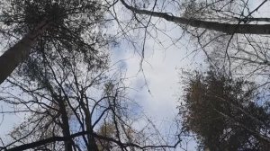 Садоводству "Арфа-лэнд" посвящается