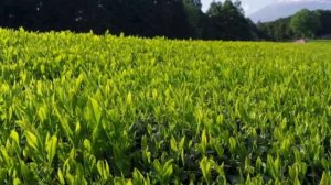 Зелёный Чай