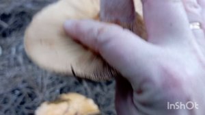 ✅Влог.Лесные приключения: сообразили на троих-муж, зать и я🙋22.11.25