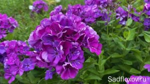 Флокс Полина селекции В.Г. Борисовой и В.В. Корчагина