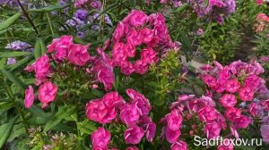 Флокс Уральские Зори, неизвестного автора