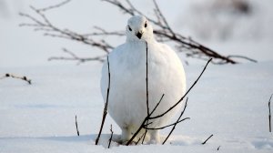 Здесь даже куропатки принимают меня за своего.