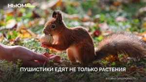 Удивительные факты о белках