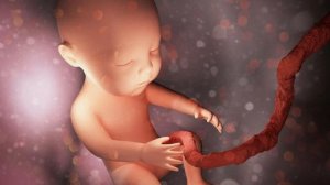 Описание пуповины