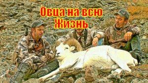 Овца на всю Жизнь