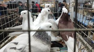 22.11.2025г Москва, Голубиный Рай ч.2