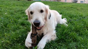 Веретено (палочка)