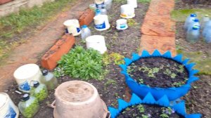 Мясной день...