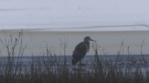 Цапля Серая, поздний отлёт, наблюдение птиц в Великом Новгороде 22 ноября 2025