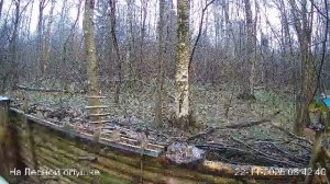 LIVE: На лесной опушке. Природа онлайн