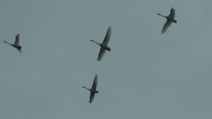 Лебеди над рекой!