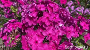 Флокс Воевода моей селекции
