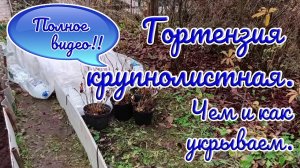 11.11.25г. Гортензия крупнолистная. Чем и как укрываем.