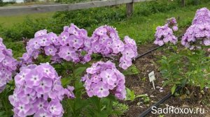 Флокс Мирослав селекции В.Г.  Борисовой