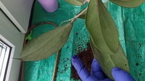 Пересадка хойи Дженнифер.