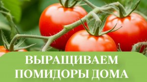 ПЕРЕВЁЛ ПОМИДОРЫ В ПОСТОЯННЫЙ СТЕЛАЖ.