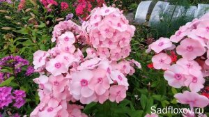 Флокс Счастье селекции Ю.А. Репрева