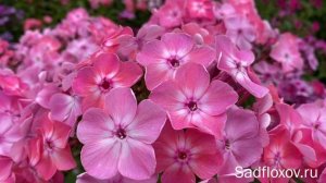 Флокс Яблочный Спас моей селекции