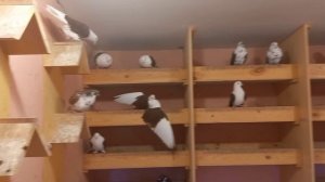 голуби Самары