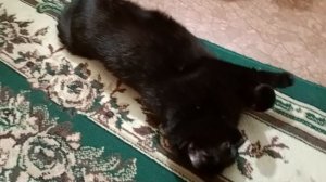 Забавная кошечка