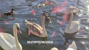 6254-ЖЕМЧУЖИНА  ПОЕМЬЕРА ПЕСНИ 2025 ГОД