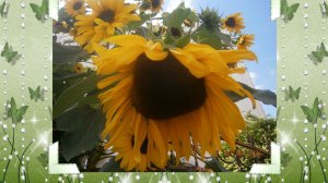 СОНЯХИ  ТРОЯНДИ  ХРИЗАНТЕМИ  . КВІТИ ЧЕРНІВЦІВ   2025