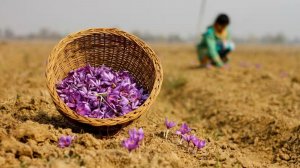 Фермеры бьют тревогу: рекордно низкий урожай шафрана собран в Индии