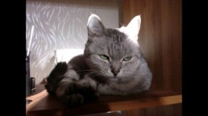 Марина Урусова. Юлия Барсиковна. Вот это жрет!