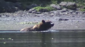 Необычный медведь - камбалоед.