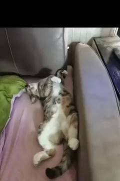 моя кошка Муся смотреть онлайн