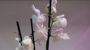 Орхидеи 🌺 Цветонос из точки роста 🪴🙄