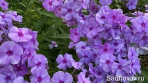 Флокс Туман, селекции Грошиковой М.И.