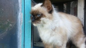 Кошачье племя