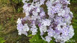 Флокс Облако селекции Е.А. Константиновой