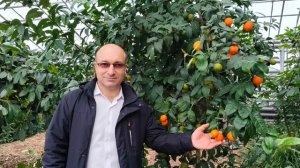 🍋Цитрон "Рука Будды" в ботаническом саду.