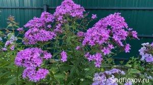 Мелкоцветковый флокс Надежда Соболева, селекции В.Н. Хватовой