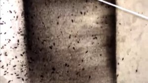 Тараканы в одном из общежитий Самары