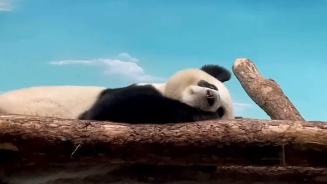 22-11-2025 как спит панда смотреть онлайн