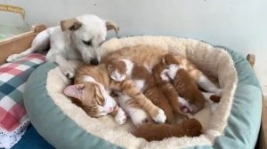 Петух заподозрил, что щенок украл шестерых котят (2025 год)