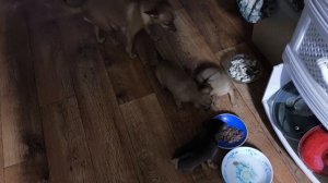 МАСЛО _ в ДОМАШНИХ условиях. НАШИ любимые ЖИВОТНЫЕ!.