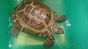 Питомцев чищу)) Обед готовлю. Шлюмбергер радует!