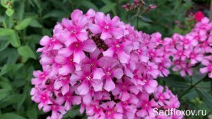 Озорной флокс Мисс Элли в моем саду