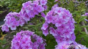 Флокс Younique Mauve (Юник Маув) селекции Яна Вершхора, в моем саду