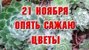 21 ноября. Снова сажаю цветы