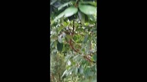 🌿Вечнозелёный уголок в ботаническом саду.